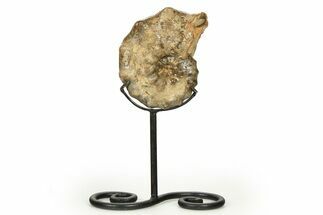 Cretaceous Ammonite (Mammites) Fossil with Metal Stand - Morocco #274607