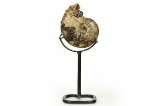 Cretaceous Ammonite (Mammites) Fossil with Metal Stand - Morocco #274611