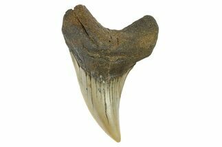 Rare, Fossil Shark (Parotodus) Tooth - South Carolina #274500