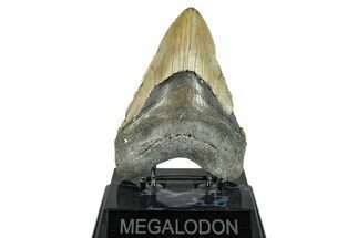 Fossil Megalodon Tooth - North Carolina #274757