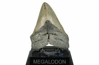 Serrated, Fossil Megalodon Tooth - North Carolina #274764