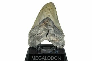 Fossil Megalodon Tooth - North Carolina #274766