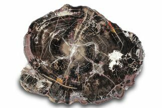 Polished Petrified Wood Round with Fungal Rot - Utah #274774