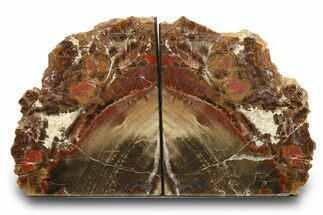 Tall, Colorful Petrified Wood Bookends - Circle Cliffs, Utah #274840