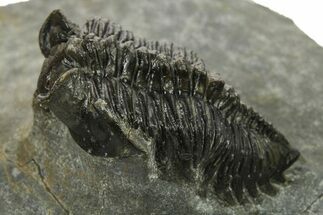 Coltraneia Trilobite Fossil - Huge Faceted Eyes #225336