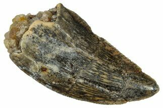 Serrated, Raptor Tooth - Real Dinosaur Tooth #275068