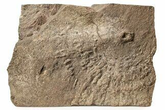 Cruziana (Fossil Trilobite Trackway) Plate - Morocco #274970