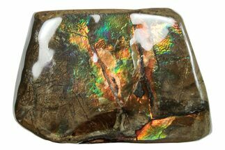Iridescent Ammolite (Fossil Ammonite Shell) - Alberta #275017