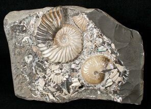 Beautiful Russian Deshayesites Ammonite #15589