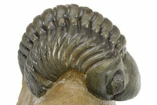 Curled Reedops Trilobite - Atchana, Morocco #275233