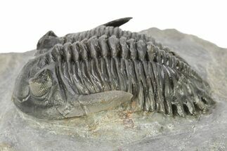 Detailed Hollardops Trilobite - Beautiful Preservation #275245