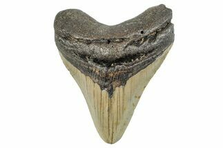 Serrated, Fossil Megalodon Tooth - North Carolina #273986