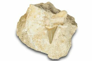 Otodus Shark Tooth Fossil in Rock - Morocco #274930