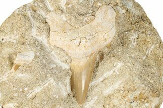Large Otodus Shark Tooth Fossil in Rock - Morocco #274931