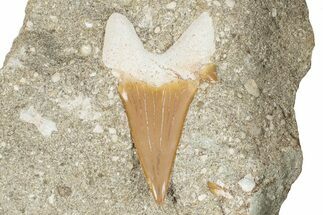 Otodus Shark Tooth Fossil in Rock - Morocco #274940