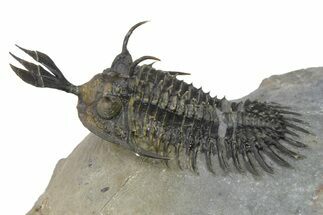 Short Trident Walliserops Trilobite - Timrzit, Morocco #275308