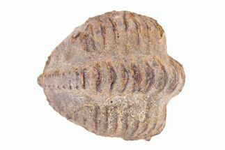 Bargain Enrolled Trilobite (Ditomopyge) Fossil - Oklahoma #275317