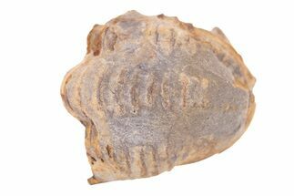 Bargain Enrolled Trilobite (Ditomopyge) Fossil - Oklahoma #275324