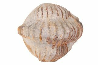 Bargain Partially Enrolled Trilobite (Ditomopyge) Fossil - Oklahoma #275326