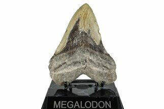 Bargain, Fossil Megalodon Tooth - North Carolina #275211