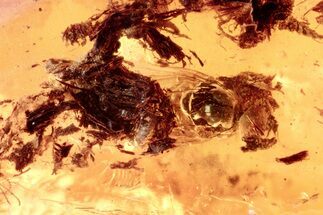 Detailed Fossil Fly (Dolichopodidae) with Plant Debris in Baltic Amber #275428