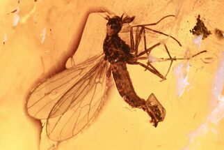 Fossil Dagger Fly (Brachystomatinae) in Baltic Amber - Rare Subfamily #275494