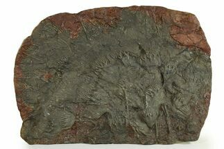 Silurian Fossil Crinoid (Scyphocrinites) Plate - Morocco #255720
