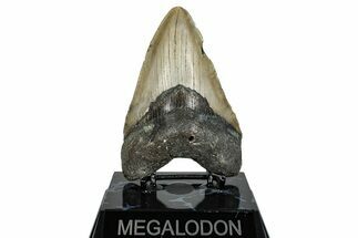 Fossil Megalodon Tooth - North Carolina #275264