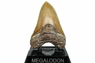 Serrated, Fossil Megalodon Tooth - North Carolina #275265