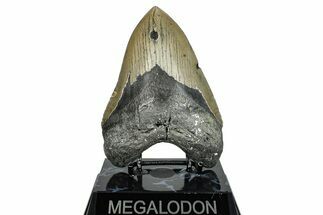 Serrated, Fossil Megalodon Tooth - North Carolina #275269