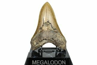 Serrated, Fossil Megalodon Tooth - North Carolina #275276