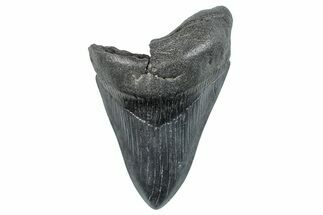 Bargain, Fossil Megalodon Tooth - South Carolina #275370