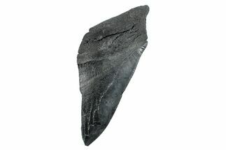Partial Fossil Megalodon Tooth - South Carolina #275386