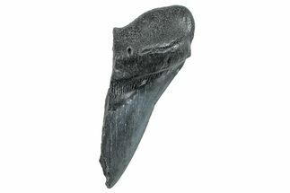 Partial Fossil Megalodon Tooth - South Carolina #275389