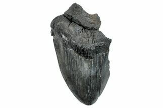 Bargain, Fossil Megalodon Tooth - South Carolina #275393