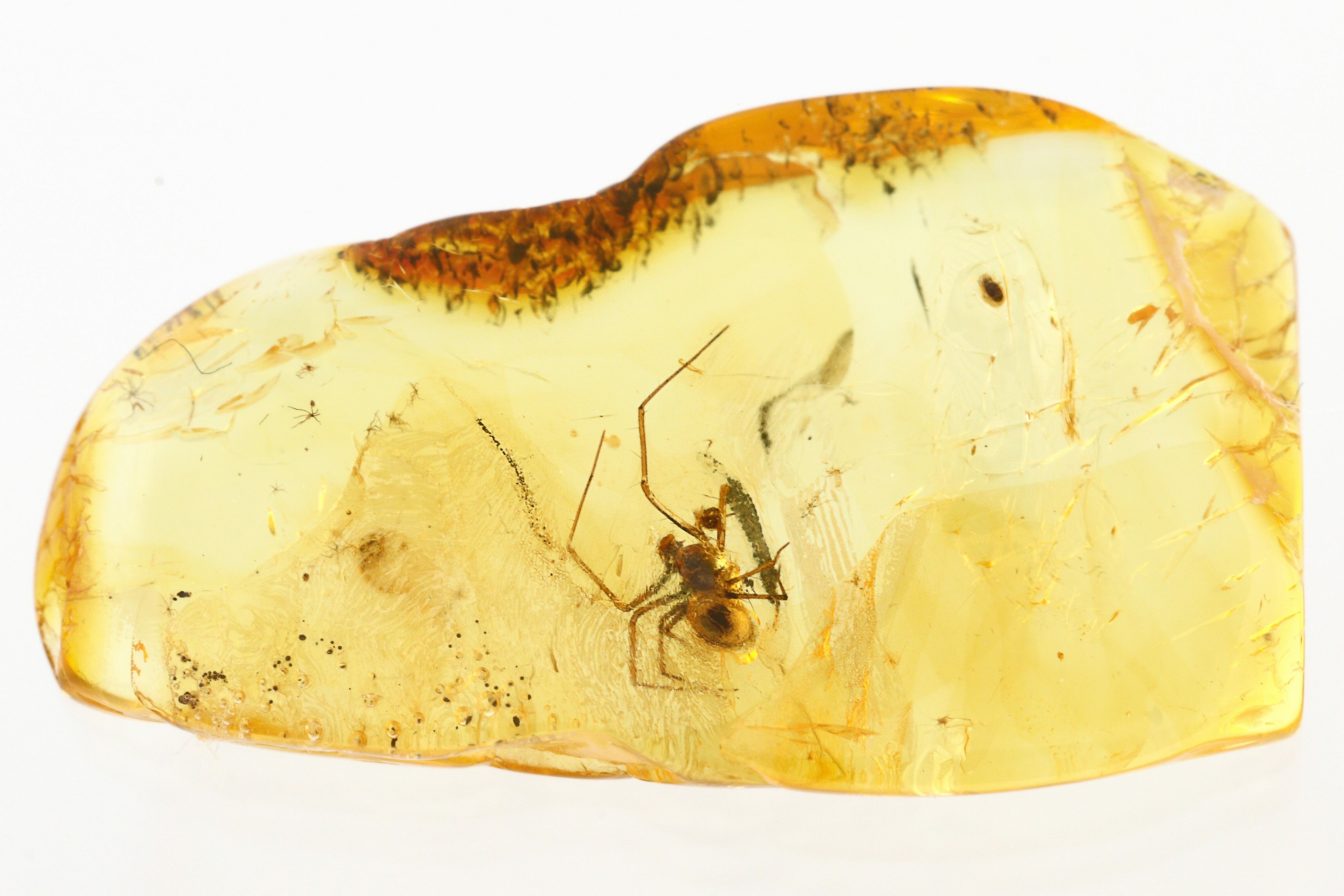 Detailed Fossil Spider (Araneae) In Baltic Amber (275453) For Sale