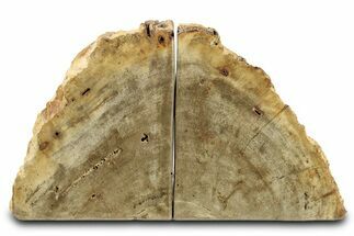 Petrified Wood (Tropical Hardwood) Bookends - Indonesia #275602