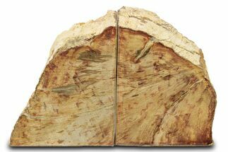 Petrified Wood (Tropical Hardwood) Bookends - Indonesia #275603