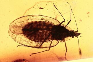 Superb Fossil Lace Bug (Paleocader) In Baltic Amber #275338