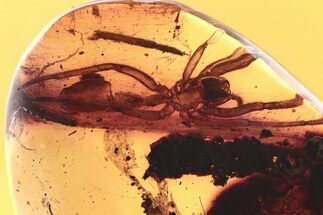 Huge Fossil Spider Exuvia (Araneae) Within Cobweb In Baltic Amber #275340