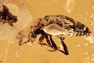 Detailed Fossil Rove Beetle (Proteininae) in Baltic Amber #275379