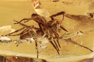 Pair of Large Fossil Jumping Spiders (Salticidae) In Baltic Amber #275382