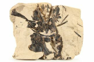 Fossil Fish Jaw and Bones in Rock - Asfla, Morocco #270946