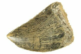 Serrated, Baby Carcharodontosaurus Tooth - Morocco #276011