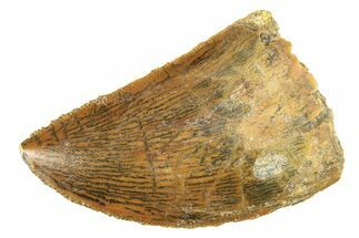 Serrated, Carcharodontosaurus Tooth - Morocco #276021