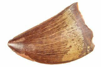 Serrated, Juvenile Carcharodontosaurus Tooth - Morocco #276025