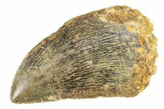 Serrated, Juvenile Carcharodontosaurus Tooth - Morocco #276030
