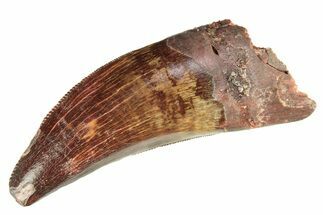 Serrated, Carcharodontosaurus Tooth - Real Dinosaur Tooth #276037