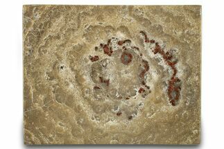 Polished Fossil Rugose Coral Slab - Morocco #276086