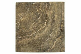 Polished Fossil Rugose Coral Slab - Morocco #276088